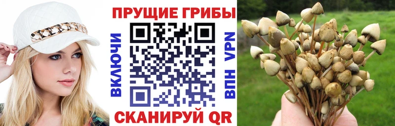 omg вход  наркошоп  Волгоград  Псилоцибиновые грибы Psilocybe 